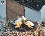Capi_Dubne_20250627_053003.jpg
