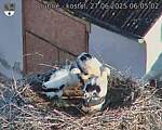 Capi_Dubne_20250627_060502.jpg