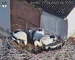 Capi_Dubne_20250627_063503.jpg