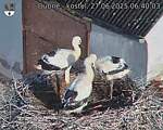 Capi_Dubne_20250627_064003.jpg