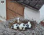 Capi_Dubne_20250627_085003.jpg