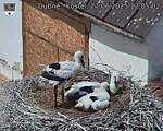 Capi_Dubne_20250627_120502.jpg