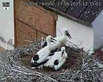 Capi_Dubne_20250627_123503.jpg
