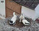Capi_Dubne_20250627_133003.jpg