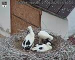 Capi_Dubne_20250627_154003.jpg