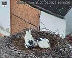 Capi_Dubne_20250627_165503.jpg