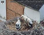 Capi_Dubne_20250627_180003.jpg