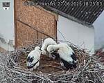 Capi_Dubne_20250627_182503.jpg