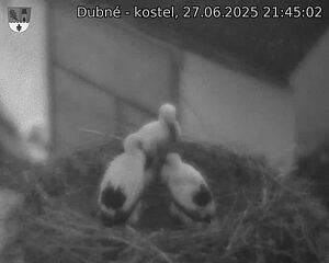 Capi_Dubne_20250627_214502.jpg (1350 x 1080)