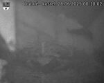 Capi_Dubne_20250628_001003.jpg