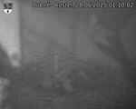 Capi_Dubne_20250628_011002.jpg