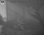 Capi_Dubne_20250628_013002.jpg