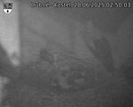 Capi_Dubne_20250628_025003.jpg