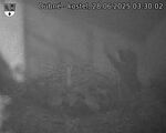 Capi_Dubne_20250628_033002.jpg