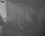 Capi_Dubne_20250628_035002.jpg