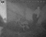 Capi_Dubne_20250628_042003.jpg