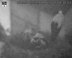 Capi_Dubne_20250628_043003.jpg