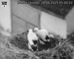 Capi_Dubne_20250628_050002.jpg