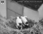 Capi_Dubne_20250628_050502.jpg