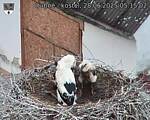 Capi_Dubne_20250628_051502.jpg