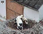Capi_Dubne_20250628_052002.jpg