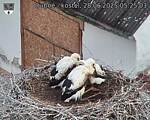Capi_Dubne_20250628_052503.jpg