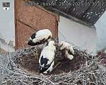 Capi_Dubne_20250628_053002.jpg