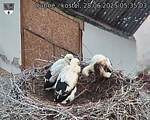 Capi_Dubne_20250628_053503.jpg