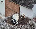 Capi_Dubne_20250628_054503.jpg