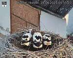 Capi_Dubne_20250628_055503.jpg
