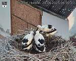 Capi_Dubne_20250628_060003.jpg