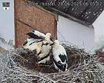 Capi_Dubne_20250628_060502.jpg