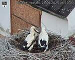 Capi_Dubne_20250628_061003.jpg