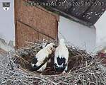 Capi_Dubne_20250628_061503.jpg