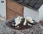 Capi_Dubne_20250628_062003.jpg