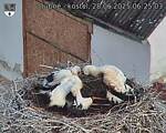 Capi_Dubne_20250628_062503.jpg