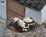 Capi_Dubne_20250628_063003.jpg