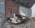 Capi_Dubne_20250628_064503.jpg