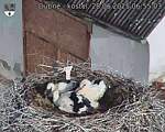 Capi_Dubne_20250628_065503.jpg