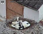 Capi_Dubne_20250628_070003.jpg