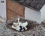 Capi_Dubne_20250628_070504.jpg