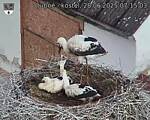 Capi_Dubne_20250628_071503.jpg