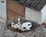 Capi_Dubne_20250628_072003.jpg