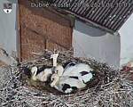 Capi_Dubne_20250628_073003.jpg