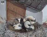 Capi_Dubne_20250628_074003.jpg