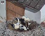 Capi_Dubne_20250628_075503.jpg