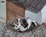 Capi_Dubne_20250628_080503.jpg