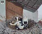 Capi_Dubne_20250628_081503.jpg