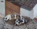 Capi_Dubne_20250628_082503.jpg