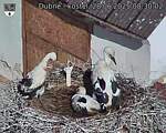 Capi_Dubne_20250628_083002.jpg